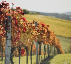 Sesc MG: Grão Mogol e Vinícola Vale do Gongo/MG